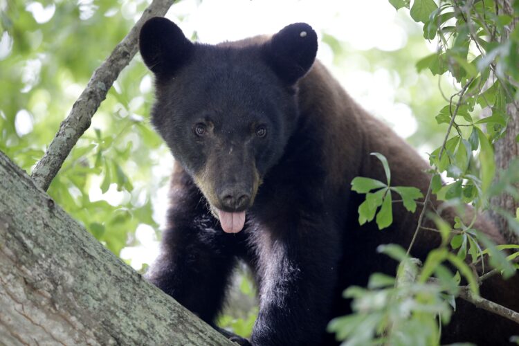 Michigan is bear country and here they come